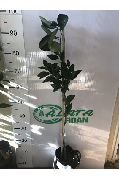Alata Fidan Tüplü Aşılı Portakal Fidanı