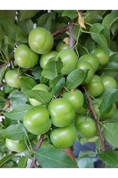 Genel Markalar Tüplü Yarı Bodur Çıtır Yemeli Yeşil Can Erik Fidanı