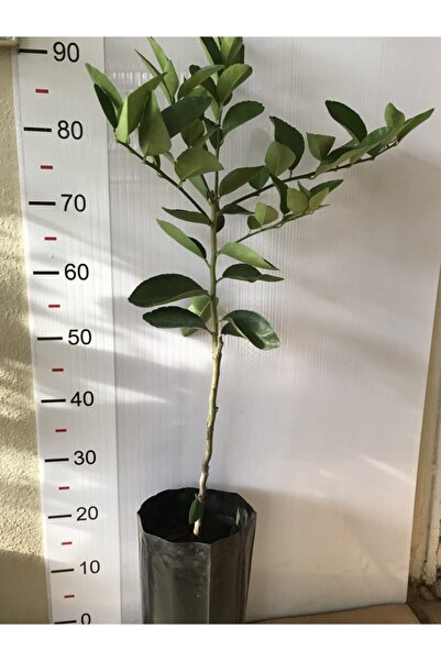 Alata Fidan Tüplü Aşılı Tahiti Lime Limon Fidanı