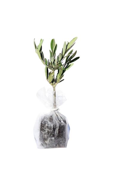 Ev Için Bodur Zeytin Fidanı Verimli 1,5 Yaş 80 1 Metre Tüplü