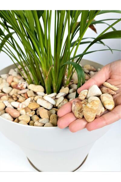 Asenya Sarı Çizgili Dolomit 3 Kg 1-2 Cm Sarı Dolomit Taş Dere Taşı Çakıl Taşı...