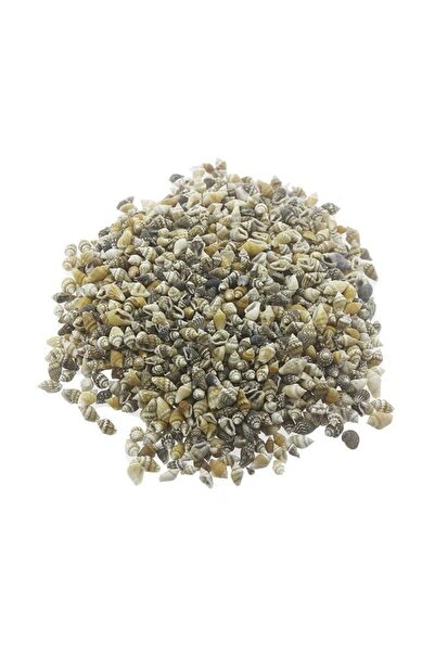 Turkuaz 100 Adet Natural Minik Deniz Kabukları Nassa Shell ( 1 - 1,5 cm )
