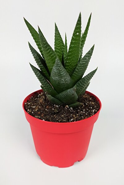 Toptan Kaktüs Haworthia Limifolia Sukulent 8.5 Cm Kırmızı Saksıda Büyük Boy