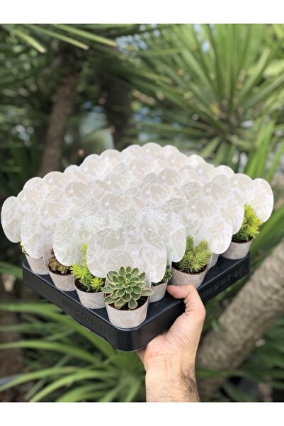 FİDAN PAZARI Hediyelik Sukulent 10 Adet