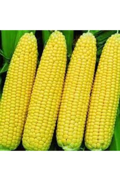 Köy Tohumları 300 Adet Tohum Yeni Sezon Közlemelik Haşlamalık Süt Mısır Tohum...