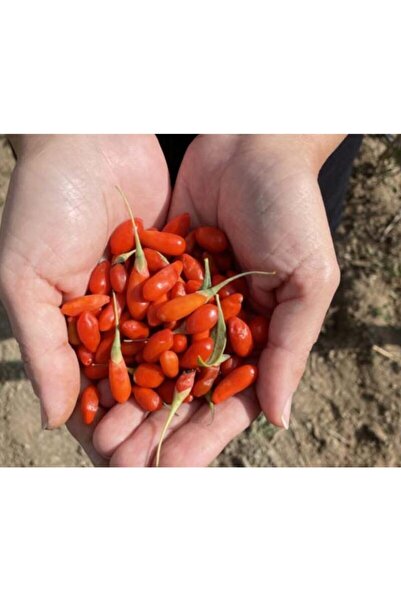 Ucuzluk Diyarı Goji Berry Fidanı ( Kurt Üzümü ) Tüplü 20 30 Cm Boy