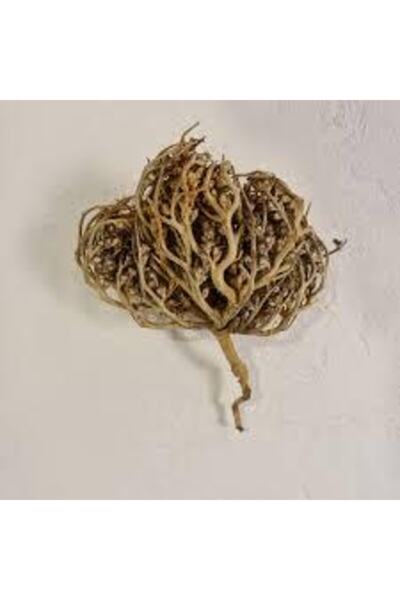 Köy Tohumları 3 Adet Meryem Ana Eli Otu Fatma Ana Eli Otu Hamile Kalmaya Yard...