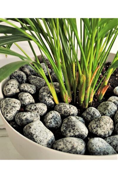 Doğalsan Tarım Granit Benekli Dolomit Taş 2 Kg 2-4 Cm Benekli Dolomit Dere Ta...