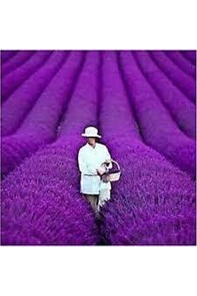 Köy Tohumları 250 Adet Tohum Lavanta Çiçeği Tohum Mis Mor Kokulu Ingiliz Saks...