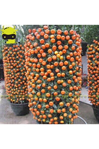 Köy Tohumları 25 Adet Tohum Nadir Bodur Bonsai Mandalina Bonzai Ağacı Tohum S...