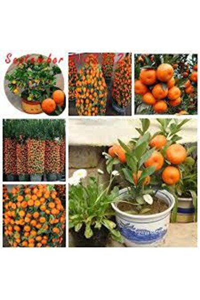 Köy Tohumları 20 Adet Tohum Nadir Bodur Bonsai Mandalina Bonzai Ağacı Tohum S...