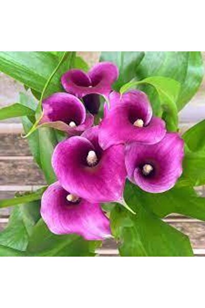 Köy Tohumları 20 Adet Tohum Organik Mor Calla Lily Çiçek Tohumu Afrika Çöl Çi...