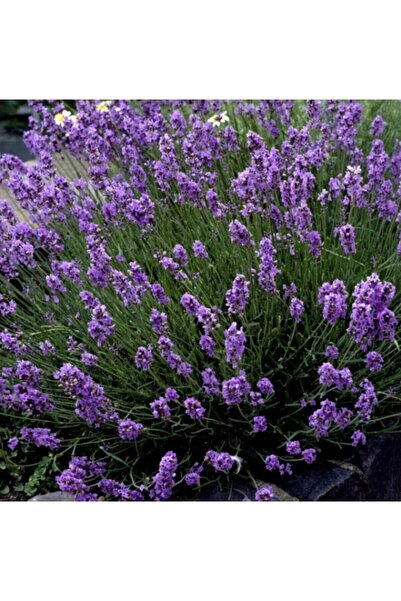 NET TARIM 30 Adet Açık Köklü Intermedia Lavanta Fidanı Fidesi
