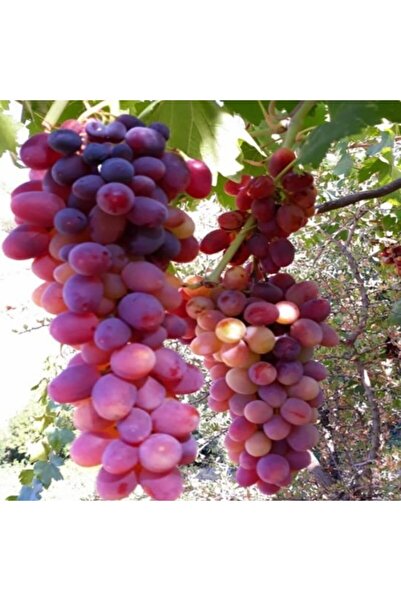 Ucuzluk Diyarı Crimson Seedles Çekirdeksiz Üzüm Fidanı Açık Köktür 40 50 Cm Boy