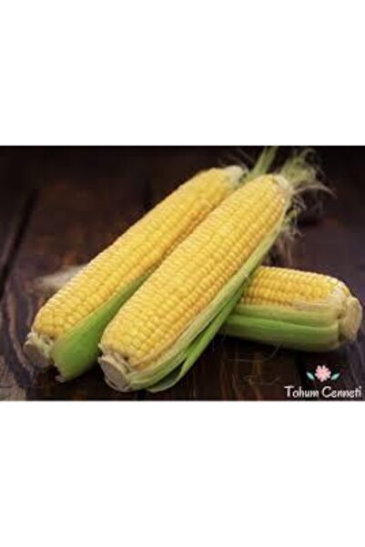 Köy Tohumları 15 Adet Tohum Organik Yumuşak Haşlamalık Süt Mısır Tohumu Darı ...