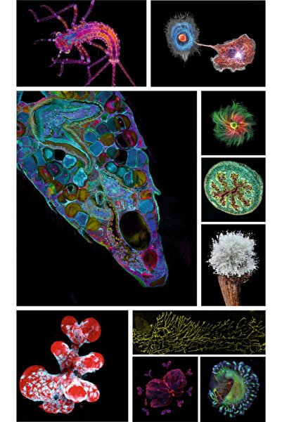 Bushman Junior Science 1200x Taşıma Çantalı Beyaz Mikroskop