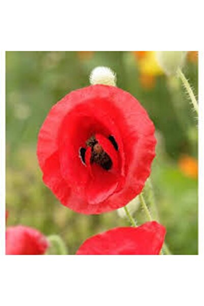 Köy Tohumları 300 Adet Tohum Kırmızı Kır Gelincik Çiçeği Tohumu Sürpriz Saksı...