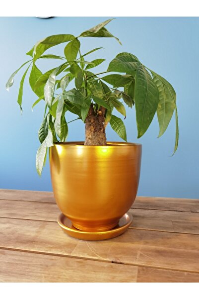 Balcony Flower 17 cm Exclusive Saksı