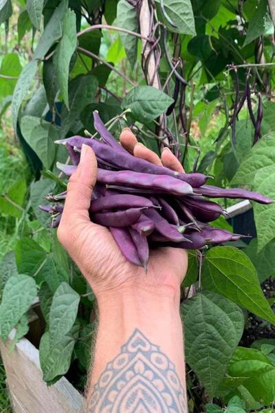 ZENGARDEN EV VE BAHÇE Mavi Hilde Ayşe Kadın Fasulye Tohumu Atalık Çeşit