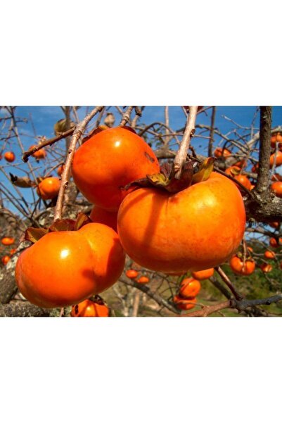 Ucuzluk Diyarı Trabzon Hurması ( Cennet Elması ) Fidanı 30 40 Cm Boy 2 Yaş