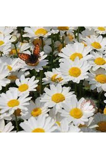 Köy Tohumları 75 Adet Tohum Yayılıcı Kır Papatyası Çiçeği Tohumu Çiçek Tohumu...