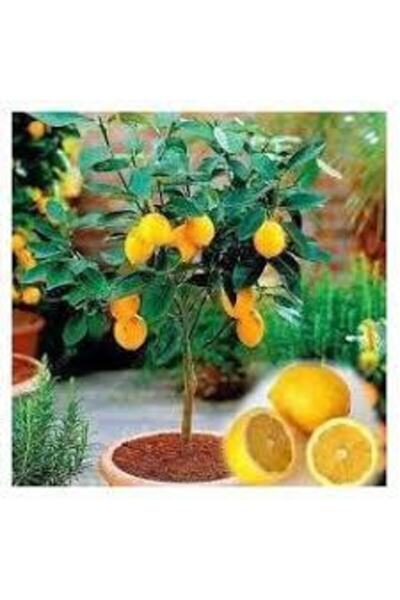 Köy Tohumları 10 Adet Tohum Bodur Bonsai Limon Ağacı Tohumu Italyan Limon Set...