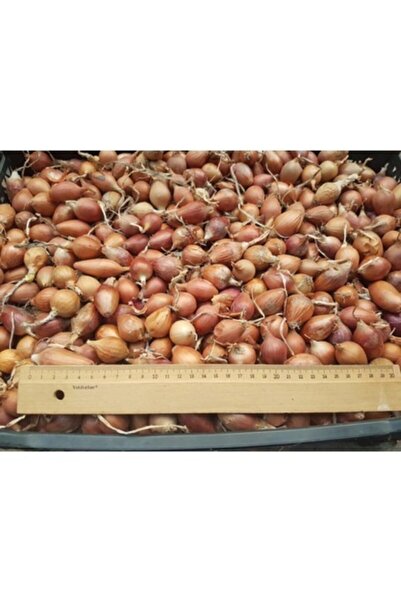 YERLİ MALI Yeşil Soğan Üretimi Için 1 Kg Arpacık - Kıska 5 Numara. 1 Kg