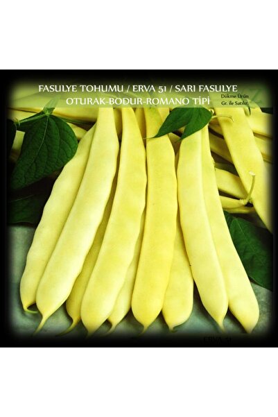 Zencefil Organik Fasülye Tohumu 100 Gr (350+ Adet) Erva 51 Sarı Özel Fasulye ...