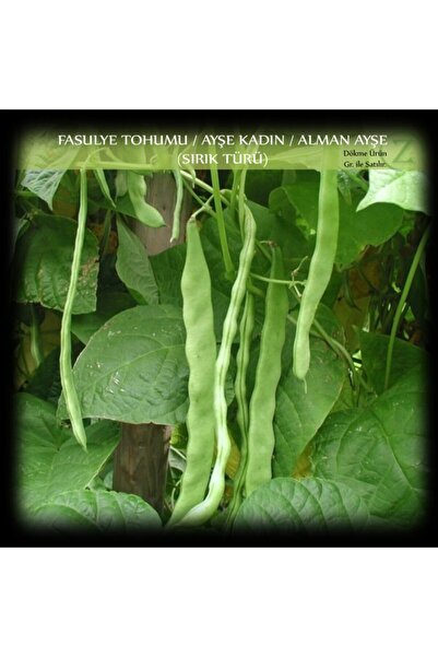 Zencefil Organik Ayşe Kadın Fasülye Tohumu 100 Gr. (350+ Adet) Alman Ayşe Fas...