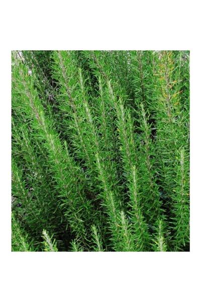 ÇİÇEKLİFE Biberiye ( Rosmarinus Officinalis ) Fidanı Saksılıdır 50 60 Cm Boy