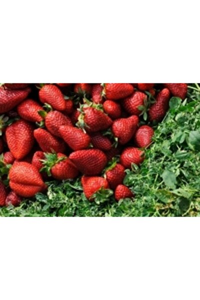 Ucuzluk Diyarı 55 Adet Yediveren Çilek Fidesi Açık Kök Frigo Ve Taze Sökümdür...