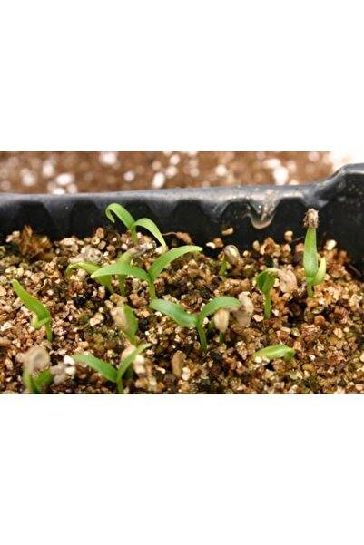 YEŞİLİMARKET Vermikülit 5 Lt Toprak Ve Torf Düzenleyici Doğal Maden 5 Lt