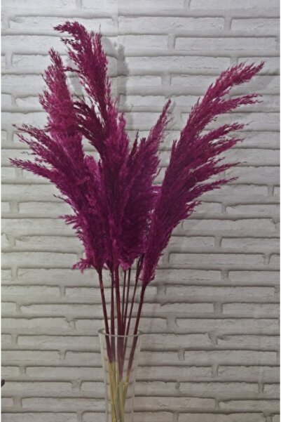 Mimozaçiçek Fuşya Pampas 10 Adet 100cm