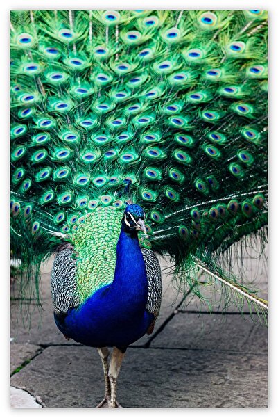 Cakatablo Ξύλινος πίνακας με παγώνια και πανέμορφα φτερά (διαστάσεις 25x35 εκ.)