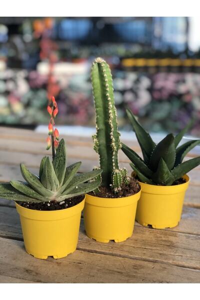 FİDAN PAZARI 3 Adet Haworthia Kaktüs 8.5 cm Saksı
