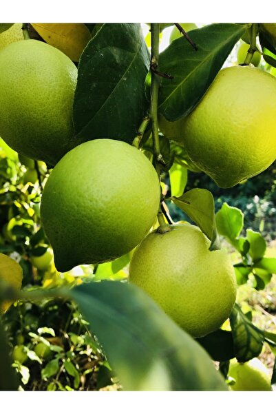 EVİM BAHÇEM Limon Fidanı 4 Ila 5 Yaş (Büyük Boy) Limon Ağacı Fidanı Saksı Içi...