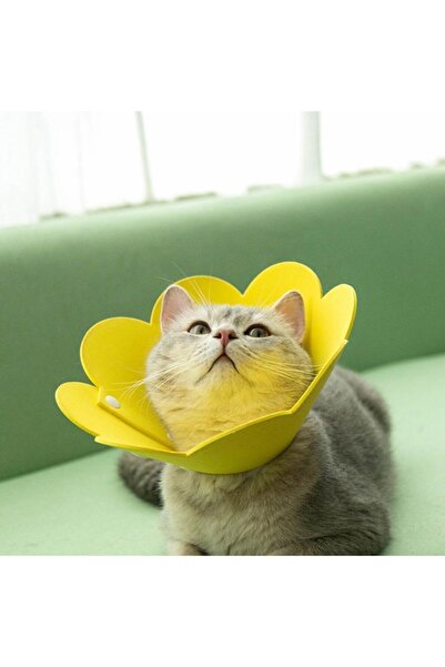 POSTOP Elizabeth Kedi Yakalığı