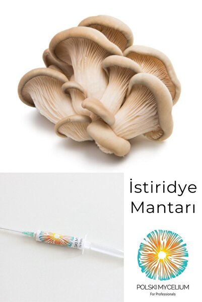 Istirdiye Mantarı Sıvı Tohum Kiti.