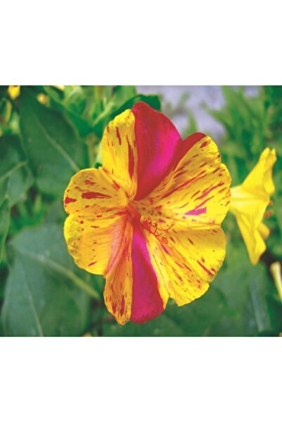 Patika Botanik 15 Adet Akşam Sefası (mirabilis Jalapa) Çiçek Tohumu