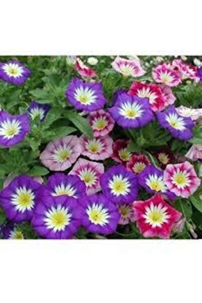 Köy Tohumları 25 Adet Tohum Nadir Ithal Sarmaşık Sabah Sefası Çiçeği Tohumu T...