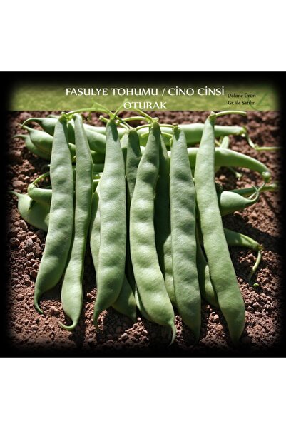 Cino Seed Bean Seed 100 Gr. (350+ Pieces) Sila Gina Bean Seed