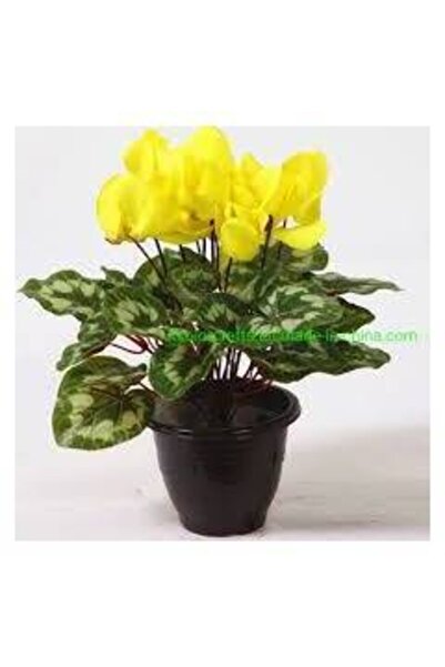 GARDENYA TOHUMCULUK 1 Adet Günışığı Sıklamen Çiçek Soğanı