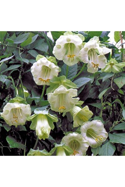 Tohum Dünyam Beyaz Kokulu Katedral Çanı Sarmaşık Çiçek Tohumu 10 15 Adet