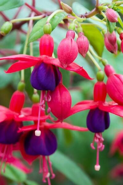 Tohum Dünyam Kırmızı Mor Küpe Çiçeği / 20 Adet Küpeli Tohumu