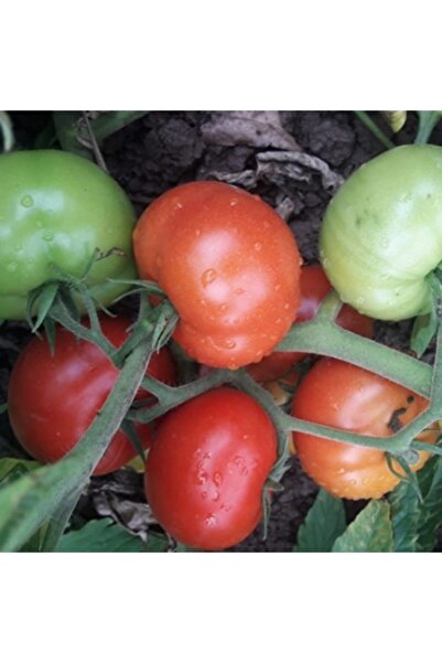 Patika Botanik Kutlu Oturak (İÇİ ÇOK BÖLMELİ) Domates Tohumu