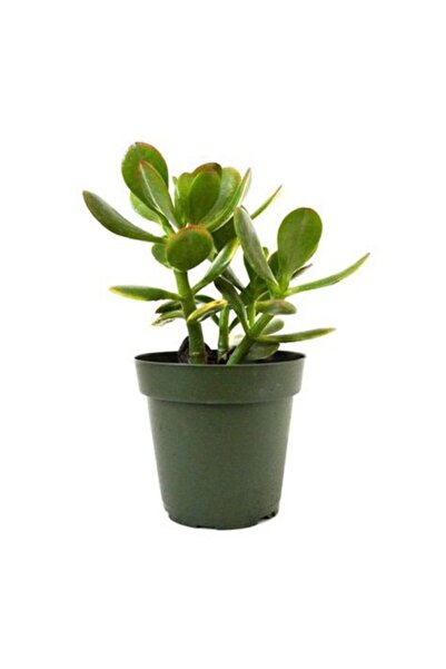 Mimoza Bitki Market Para Çiçeği 8.5 cm Saksıda Crassula Ovata 10-20 cm