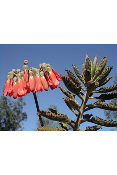 Genel Markalar Aşkın Gözyaşı Çiçeği Fidesi