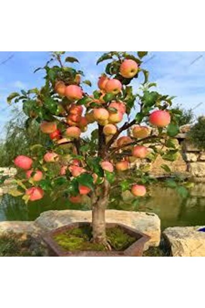 Köy Tohumları 10 Adet Tohum Bodur Bonsai Elma Ağacı Bonzai Tohumu Sürpriz Hed...