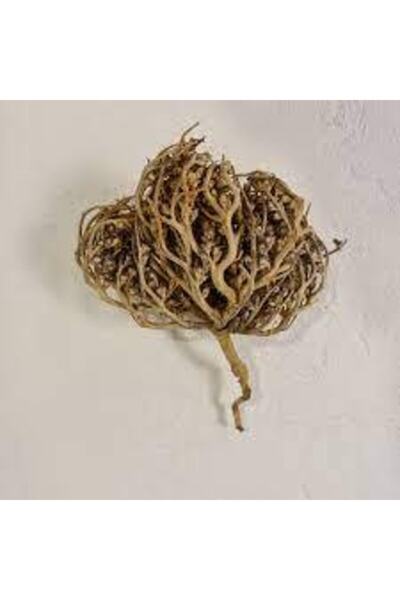 Köy Tohumları 1 Adet Meryem Ana Eli Otu Fatma Ana Eli Otu Hamile Kalmaya Yardımcı Çay Olarak Içilen Şifalı Kuru Ot