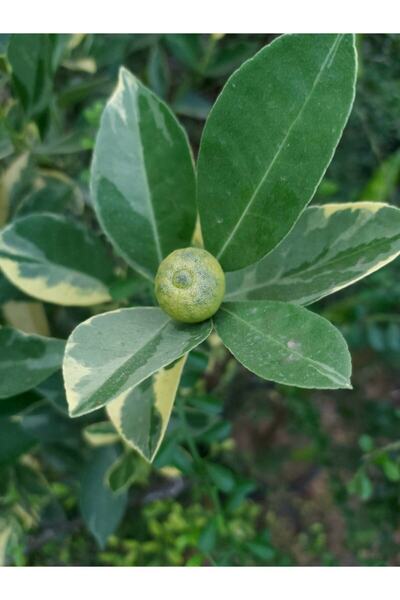 Alacalı Calamondin Fidanı (süs Mandalinası)